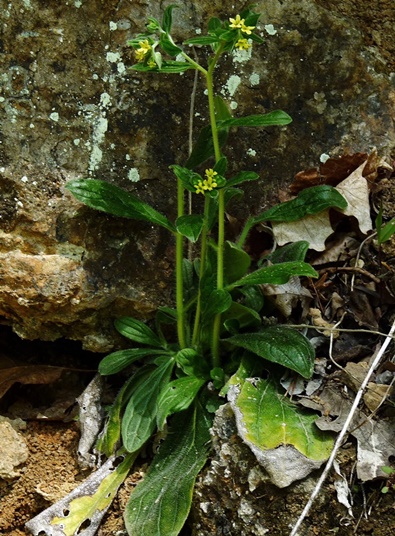 {Lithospermum tuberosum}